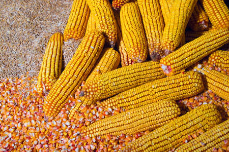 Yellow corn beans cobs and wheat seed