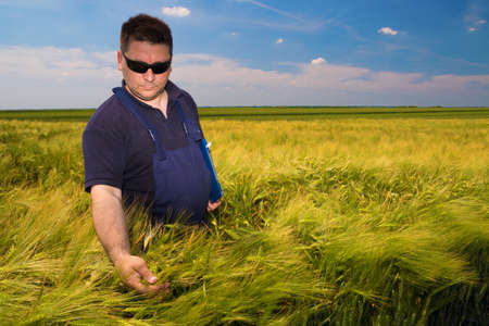 Farmer Inspecting  mature grain on the field