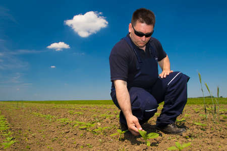 Farmer Inspecting sunflower field on sany day