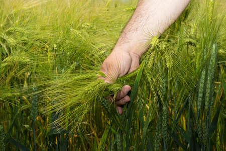 Farmer holding green ripening wheat earsの写真素材