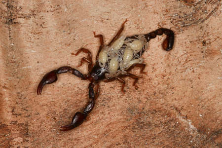 Top view of Scorpion with newborn babiesの写真素材