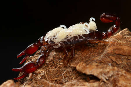 Top view of Scorpion with newborn babiesの写真素材