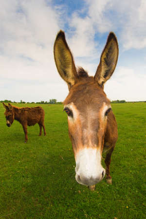 Portrait of funny donkey on the meadowの写真素材