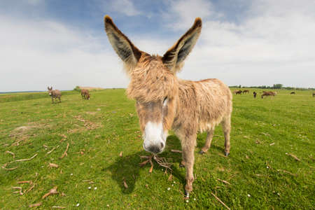 Portrait of  hairy funny donkey on the meadowの写真素材