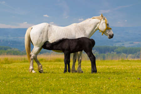 White Mother horse nurse black foal on the floral meadowの写真素材