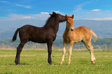 Two cute brown and black foal  on the summer meadowの写真素材