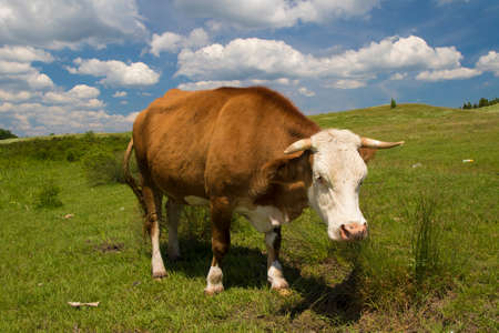 Cow  grazing  in the floral green meadowの写真素材