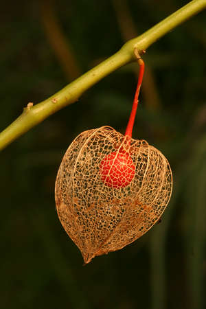 Winter cherry decorative plant with edible fruitの写真素材