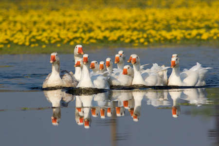 Flock of white domestic geese swiming on the lake