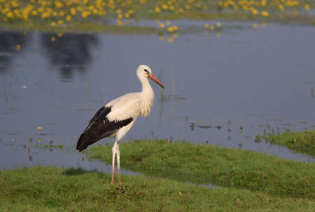 Young White stork Ciconia on the bogの写真素材