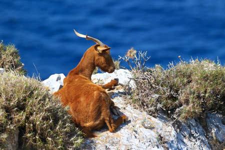 Horned brown goat lying on the stoneの写真素材