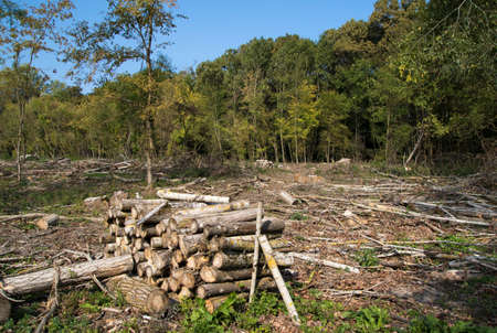 Deforestation environmental damage destruction of oak forest in Serbia