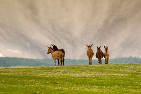 Herd of wild donkeys on the floral meadowの写真素材