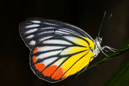 Painted jezabel tropical  butterfly on the leafの写真素材
