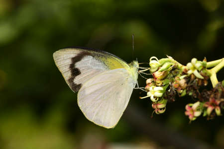 Tropical butterfly Common albatross, Appias albina feeding on flowerの写真素材