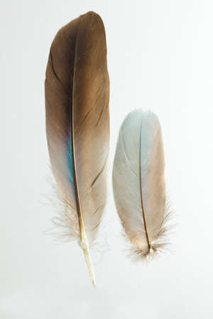 Two feathers of European roller Caracius garrulus isolated on whiteの写真素材