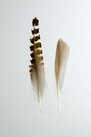Two feathers of  Ruff bird, Philomachus pugnax isolated on whiteの写真素材