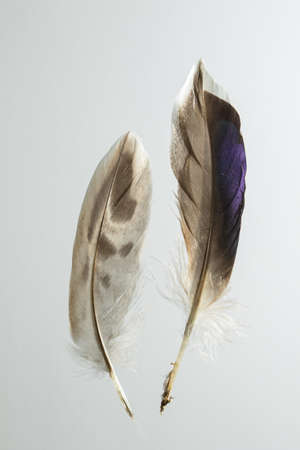 Two feathers of Mallard duck Anas platyrhynchos isolated on whiteの写真素材
