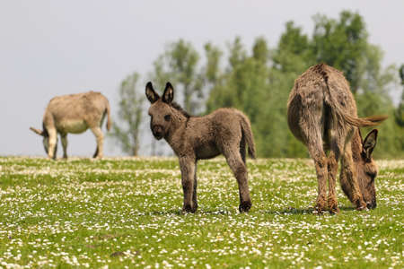 Mother and newborn baby donkeys grazing on the floral meadow の写真素材