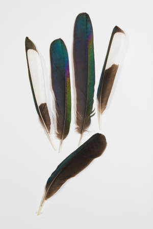 Five feathers of Magpie, Pica pica, on white