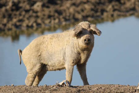 Mangalica a Hungarian breed of domestic pig on the watering placeの写真素材