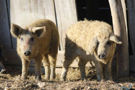 Two Mangalica a Hungarian breed of domestic pigsの写真素材