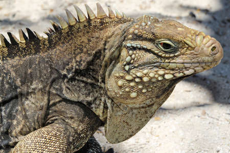 Portrait of Cyclura nubila, Cuban rock iguanaの写真素材