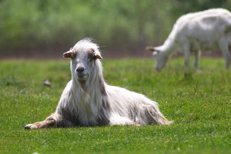 Hairy white goat is  lying on spring meadowの写真素材