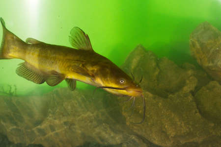 Black Bullhead, Ictalurus melas catfish in the lakeの写真素材