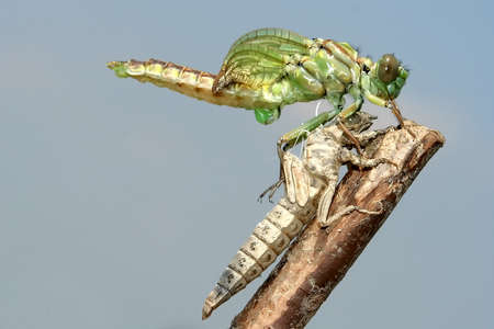 Metamorphosis of Gomphus flavipes, River Clubtail dragonflyの写真素材