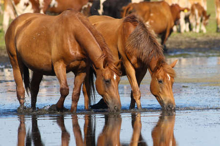 Two sorrel horses drinking water on watering placeの写真素材