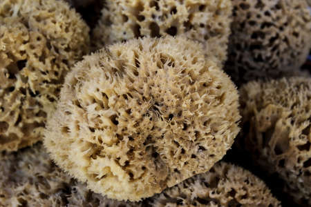 Bunch of Natural brown sponges from Symi island Greeceの写真素材