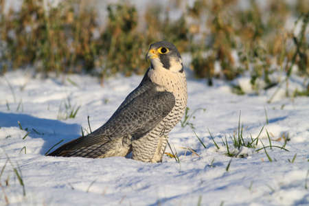 Wild peregrine falcon is resting on snowの写真素材