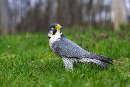 Artic falcon Falco peregrinus calidus on the floral spring meadowの写真素材