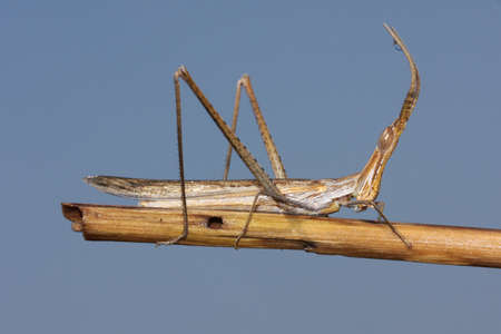 Brown Acrida ungarica Slunt Faced Grasshopper