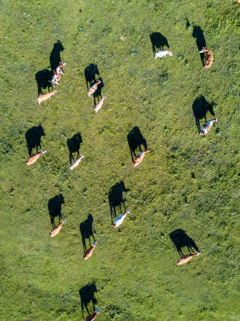 Aerial view of a cows herd in meadowの写真素材
