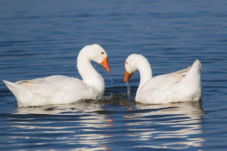Two white domestic geese take a bath and swim on the marshの写真素材
