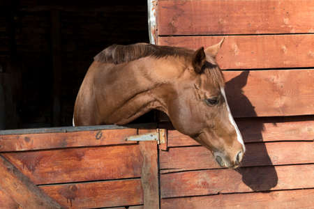 Head of a brown horse in a wooden stableの写真素材