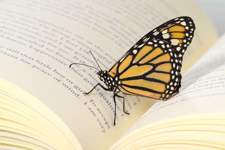 Monarch Butterfly Danaus plexippus on pages of the bookの写真素材