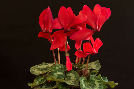 Red cyclamen plant at the black backgroundの写真素材