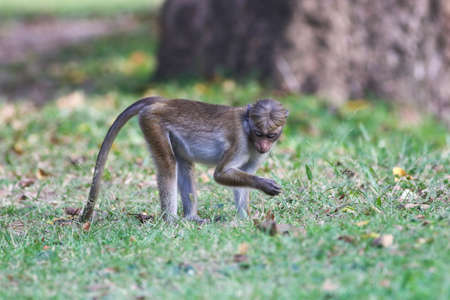Young Macaque monkey Macaca sinica looking for food