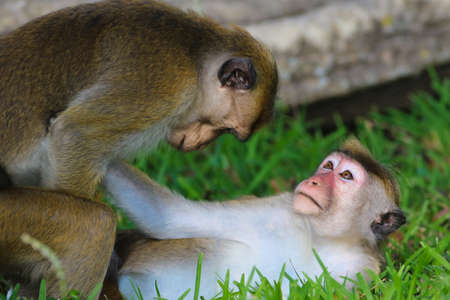Macaque monkey Macaca sinica sex, mating