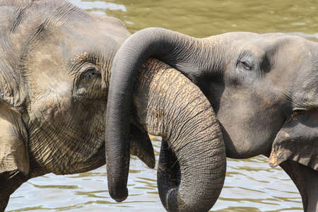 Asian baby elephant elephas maximus hug mother with trunk, loweの写真素材