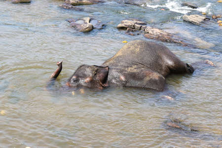 Male of Asian elephant Elephas maximus bathing in the riverの写真素材