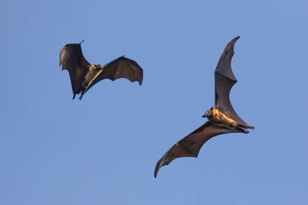 Two Giant Indian flying fox bat on the fly,  Pteropus, giganteusの写真素材