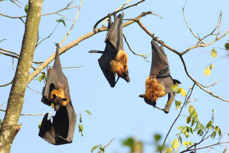 Three Indian flying fox bats, Pteropus, giganteus hanging on branch