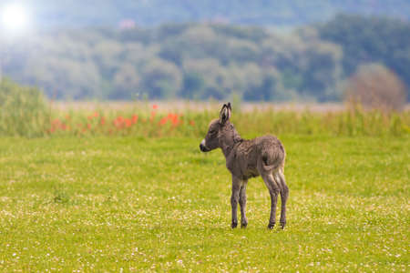 Brown Baby donkey on the floral meadow in early springの写真素材