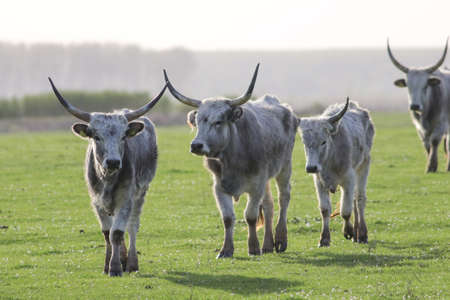 Hungarian Grey cattle cows with long dangerous horn meadowの写真素材