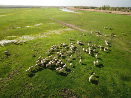 Aerial view of grazing sheep flock on spring meadowの写真素材