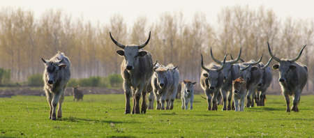 Hungarian Grey cattle cows with long dangerous horn on meadow